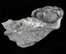 Large Eldredgeops Trilobite (Head Tucked) - New York #32451-5